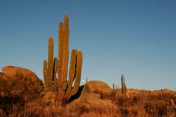 Nordamerika, Mittelamerika, Mexiko: Baja California - Kakteen